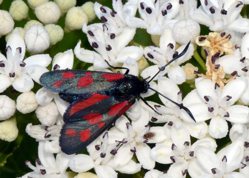 Zygaena in esame